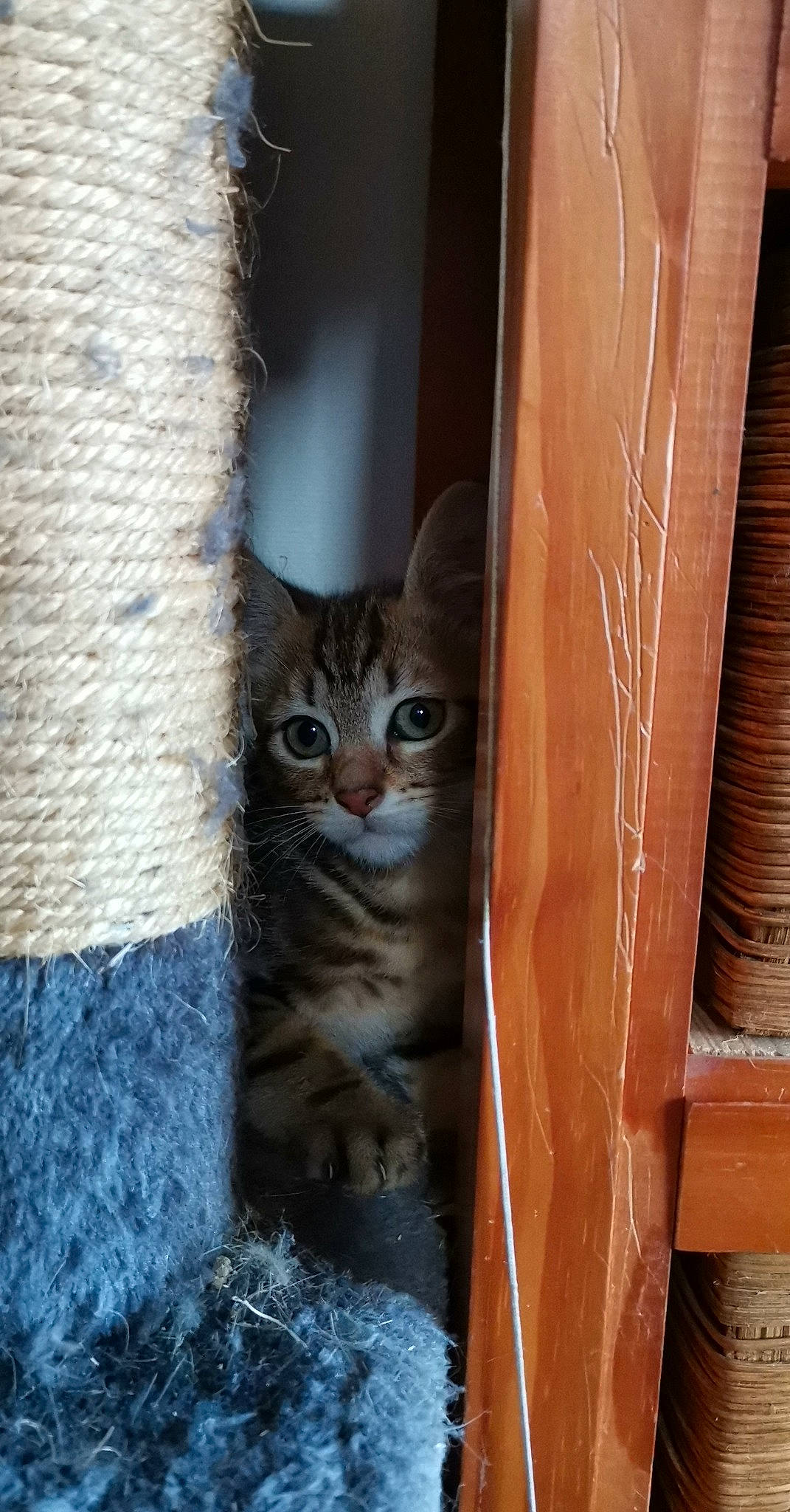 Kelly a rejoint le concours — aidez-le/la à gagner de superbes lots ! building, carnivore, cat, cat_supply, domestic_short_haired_cat, door, fawn, felidae, fur, grey, hardwood, pet_supply, plywood, small_to_medium_sized_cats, snout, tail, varnish, whiskers, window, wood