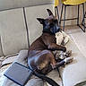 dog, couch, tablet, indoor, relaxed, brown_dog, yellow_chair, furniture, floor_tile, pet, resting, domestic, comfortable, living_room, animal, sleeping, paw, tail, tablet_device, household