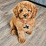adorable, animal, brown, collar, couch, cozy, curly_fur, cute, dog, floor, furniture, home, indoor, looking_at_camera, pet, puppy, sitting, small_dog, tag, wood_floor