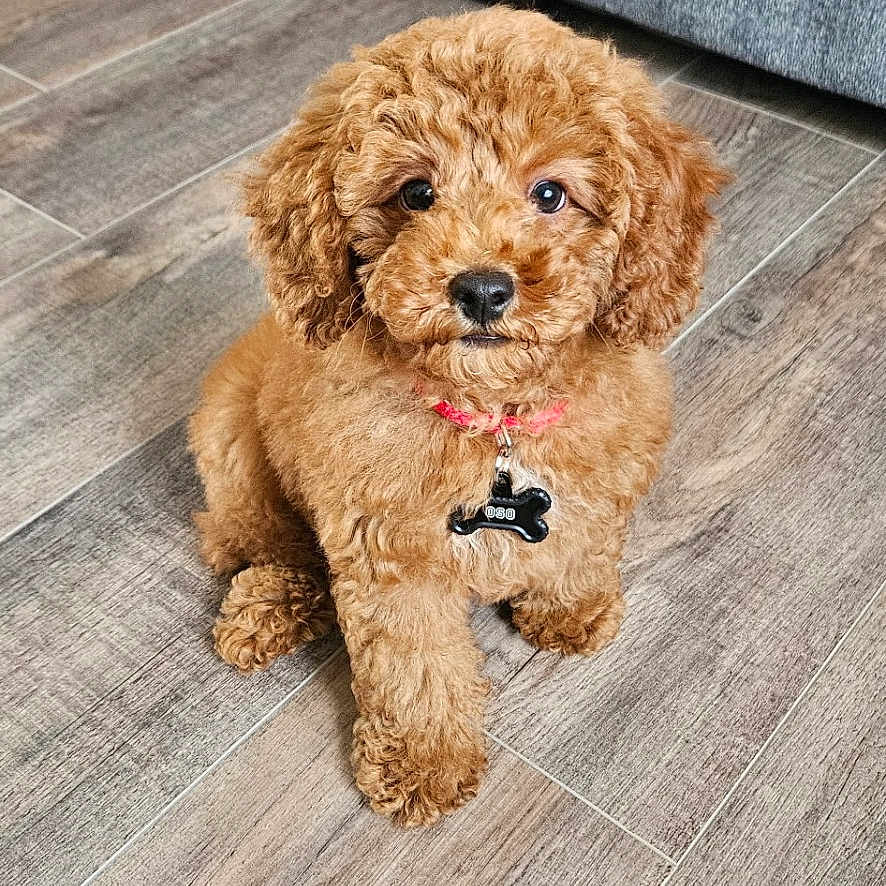 Oso is registered to the contest to win money with this photo: adorable, animal, brown, collar, couch, cozy, curly_fur, cute, dog, floor, furniture, home, indoor, looking_at_camera, pet, puppy, sitting, small_dog, tag, wood_floor