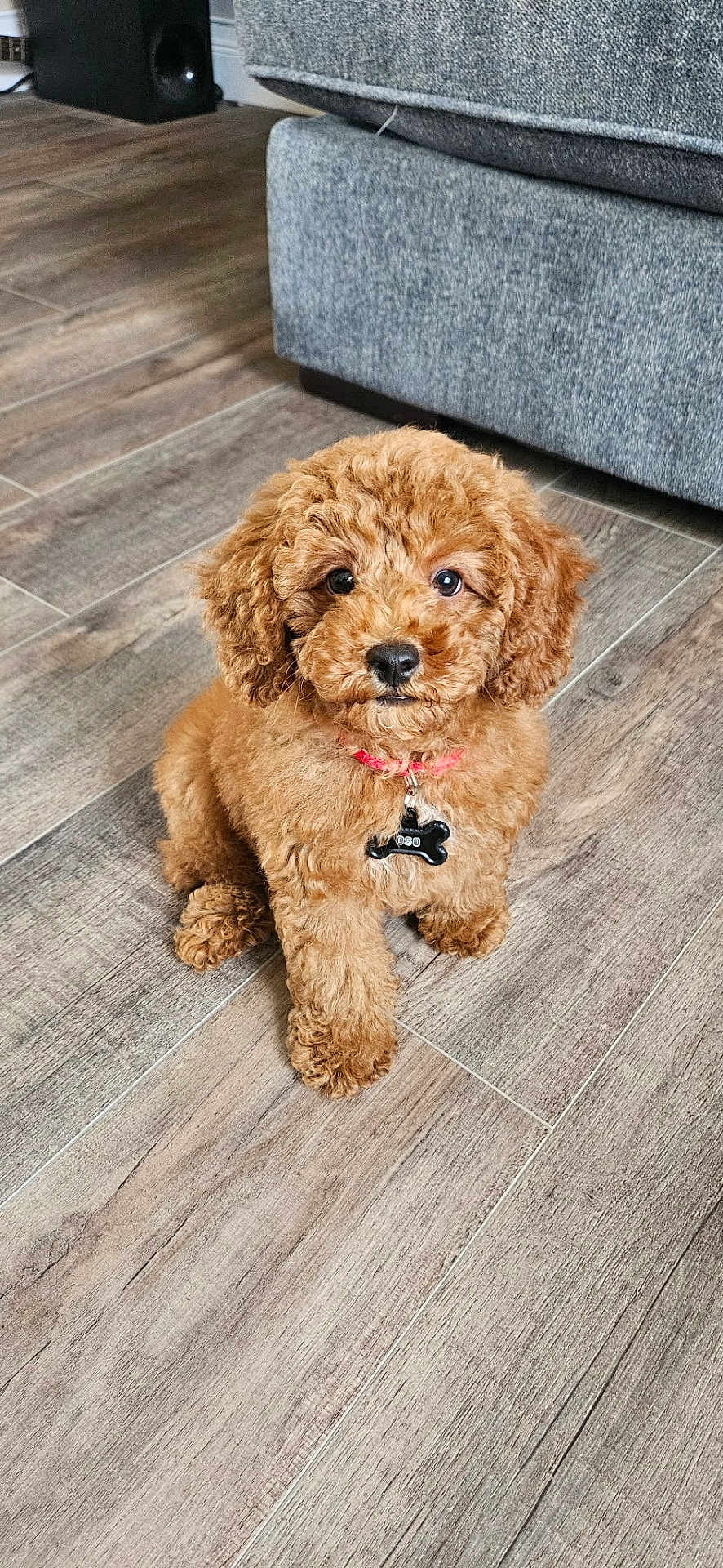 Oso is registered to the contest to win money with this photo: adorable, animal, brown, collar, couch, cozy, curly_fur, cute, dog, floor, furniture, home, indoor, looking_at_camera, pet, puppy, sitting, small_dog, tag, wood_floor