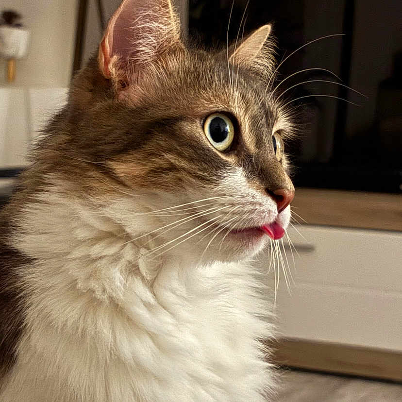 Ruby a rejoint le concours — aidez-le/la à gagner de superbes lots ! abyssinian, angora, animal, bodypart, cat, computerhardware, electronics, hardware, hardwood, kitten, manx, monitor, mouth, person, pet, screen, siamese, tongue, tv, wood