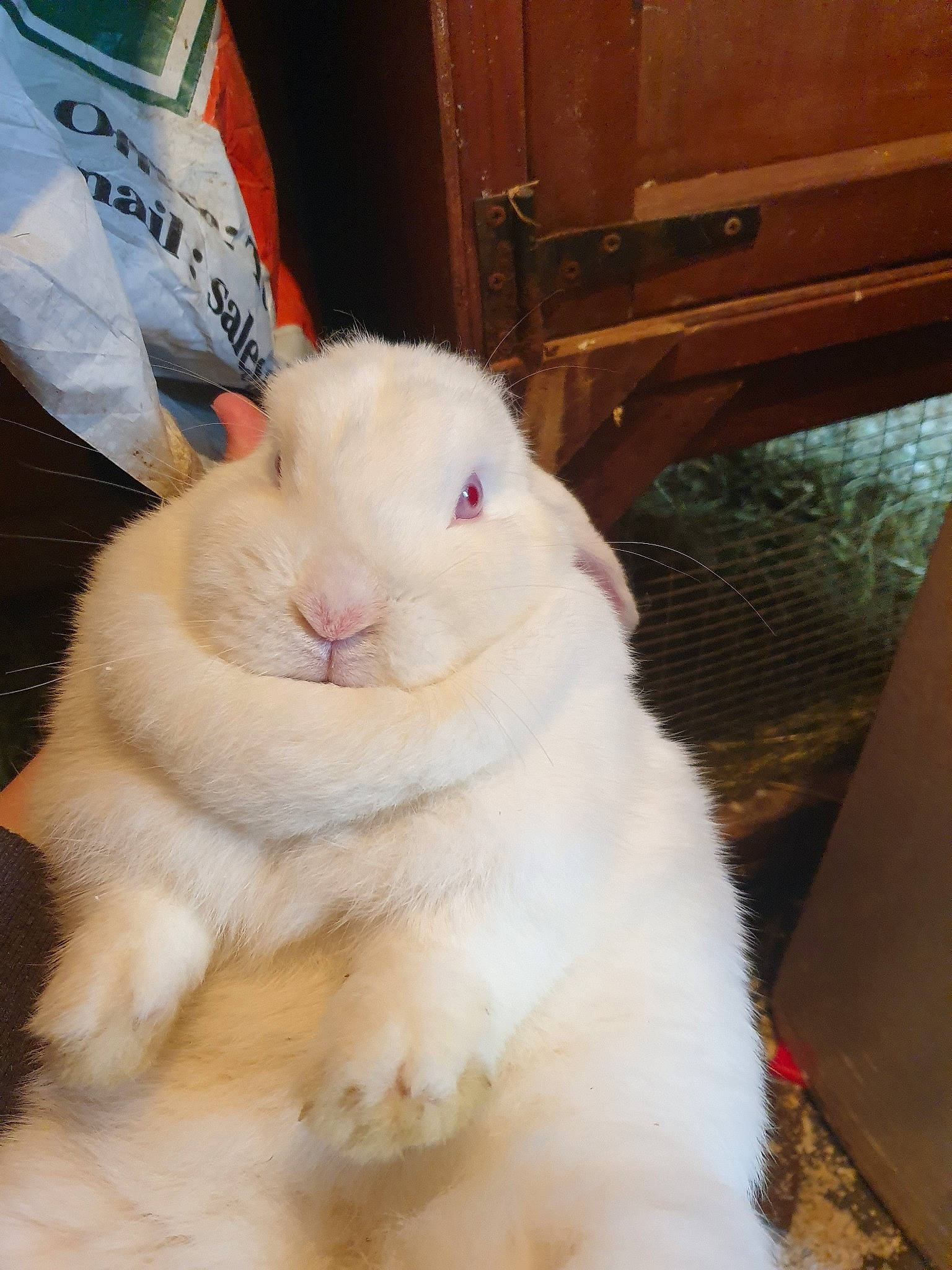 Annabell joined the competition — help win amazing prizes! angora_rabbit, domestic_rabbit, ear, fawn, fur, hare, mammal, nose, rabbit, rabbits_and_hares, skin, whiskers