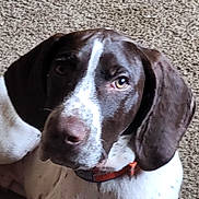 Badger joined the competition — help win amazing prizes! dog, brown, white, carpet, close_up, pet, animal, ears, collar, lying_down, fur, indoor, canine, looking, portrait, domestic_animal, mammal, young_dog, spot, cute