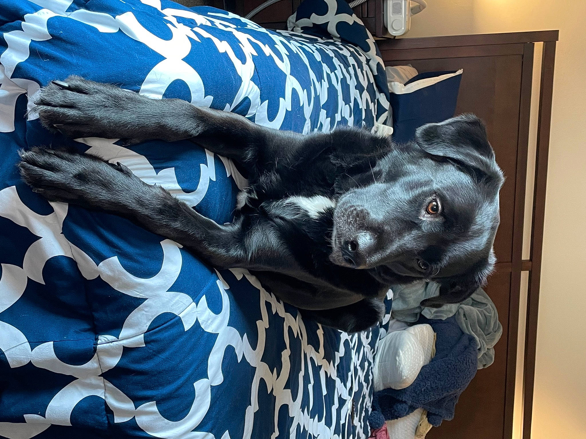 Pongo joined the competition — help win amazing prizes! art, blue, canidae, carnivore, companion_dog, dog, dog_breed, electric_blue, fawn, felidae, fur, pattern, sculpture, snout, sporting_group, statue, tail, wing, wood, working_animal