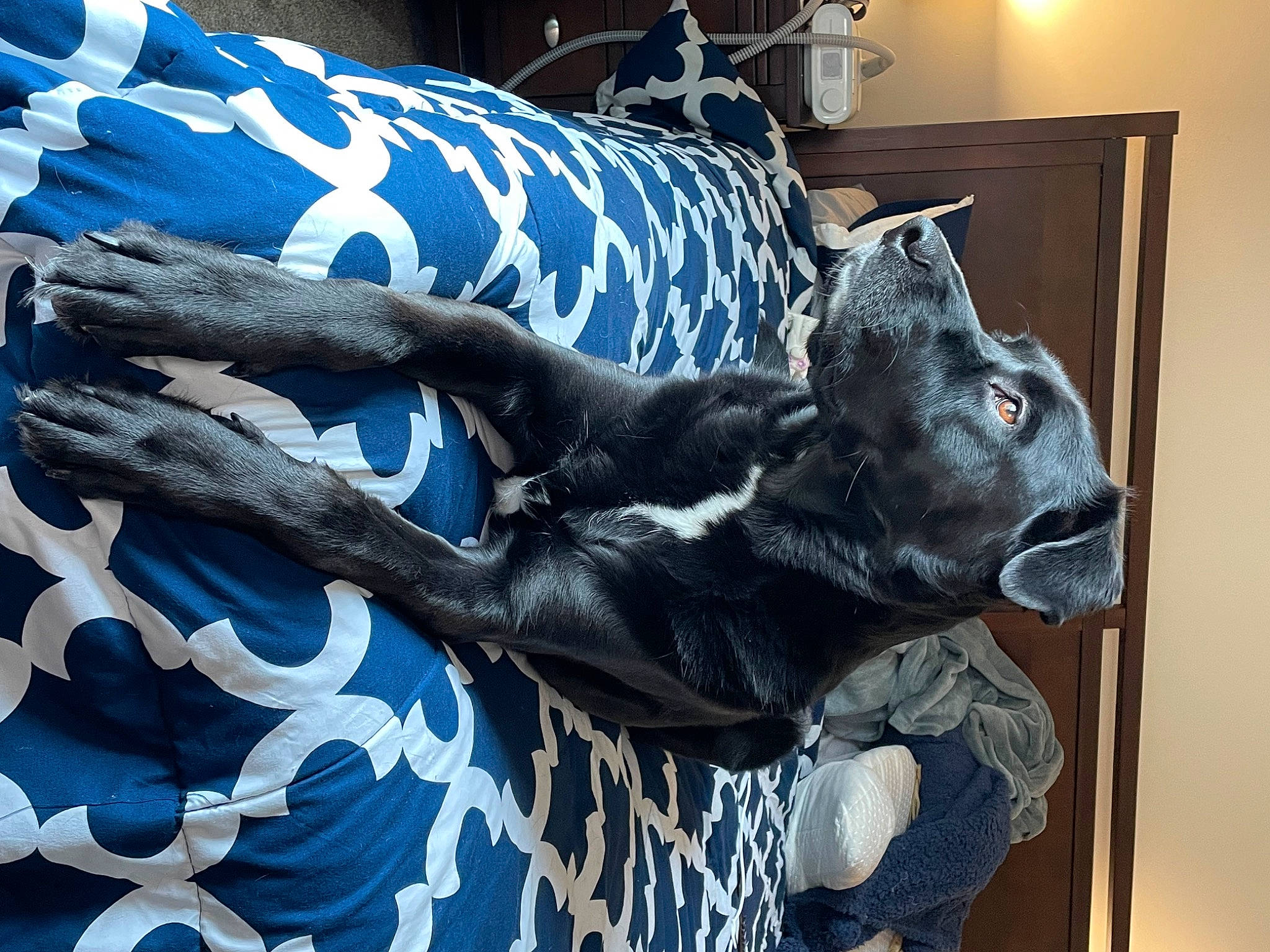 Pongo is registered to the contest to win money with this photo: art, blue, carnivore, comfort, couch, dog, dog_breed, electric_blue, felidae, fur, linens, metal, monument, pattern, sculpture, small_to_medium_sized_cats, statue, tail, whiskers, working_animal