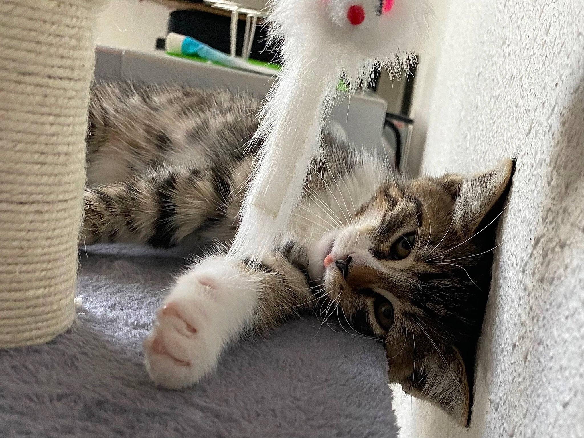 Blue a rejoint le concours — aidez-le/la à gagner de superbes lots ! carnivore, cat, claw, comfort, domestic_short_haired_cat, fang, felidae, foot, fur, nap, paw, small_to_medium_sized_cats, snout, tail, whiskers