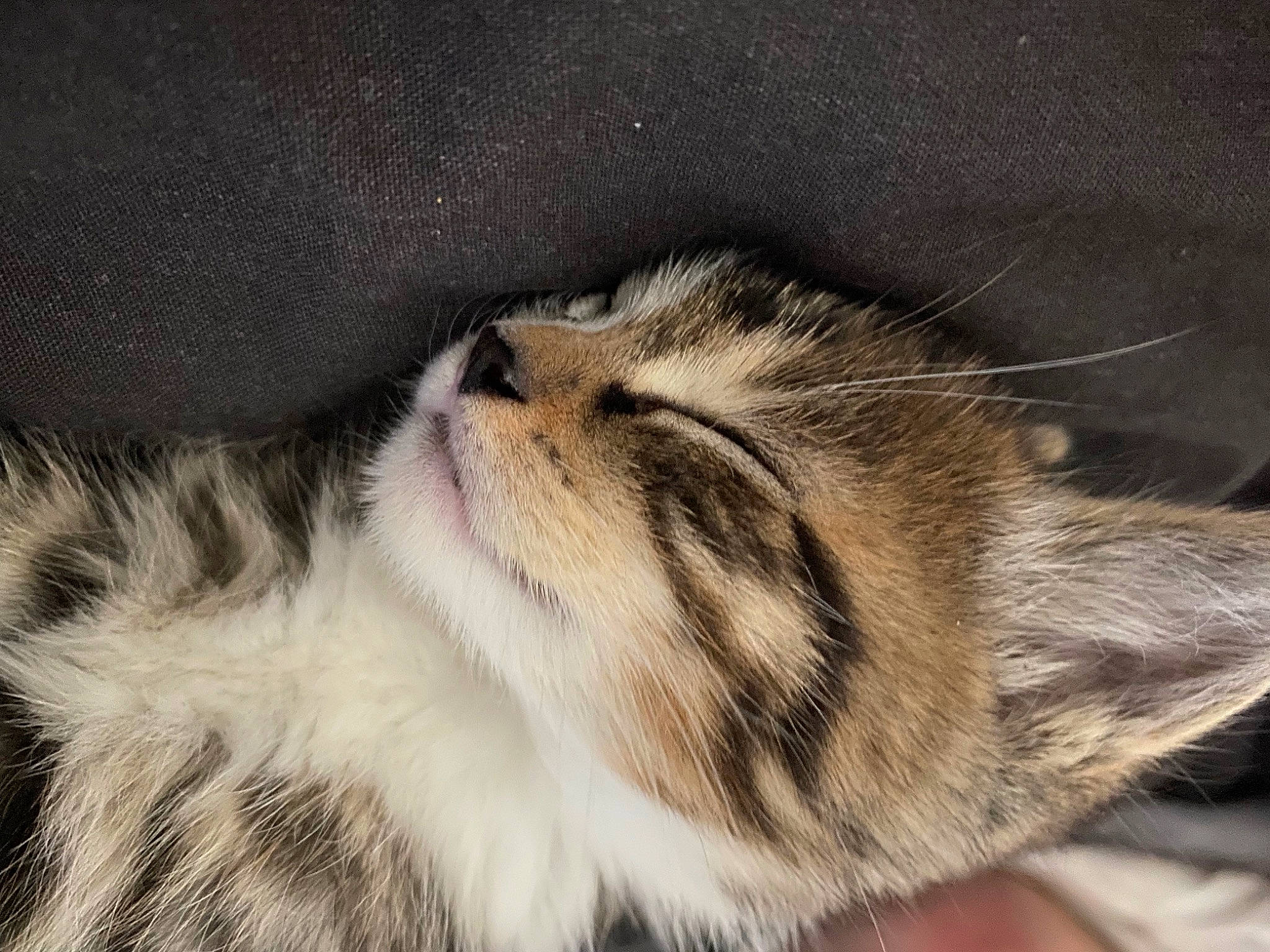 Blue participe au concours pour gagner de l'argent avec cette photo : carnivore, cat, claw, comfort, domestic_short_haired_cat, ear, eye, fawn, felidae, fur, head, iris, nap, paw, small_to_medium_sized_cats, snout, tail, terrestrial_animal, whiskers, wildlife