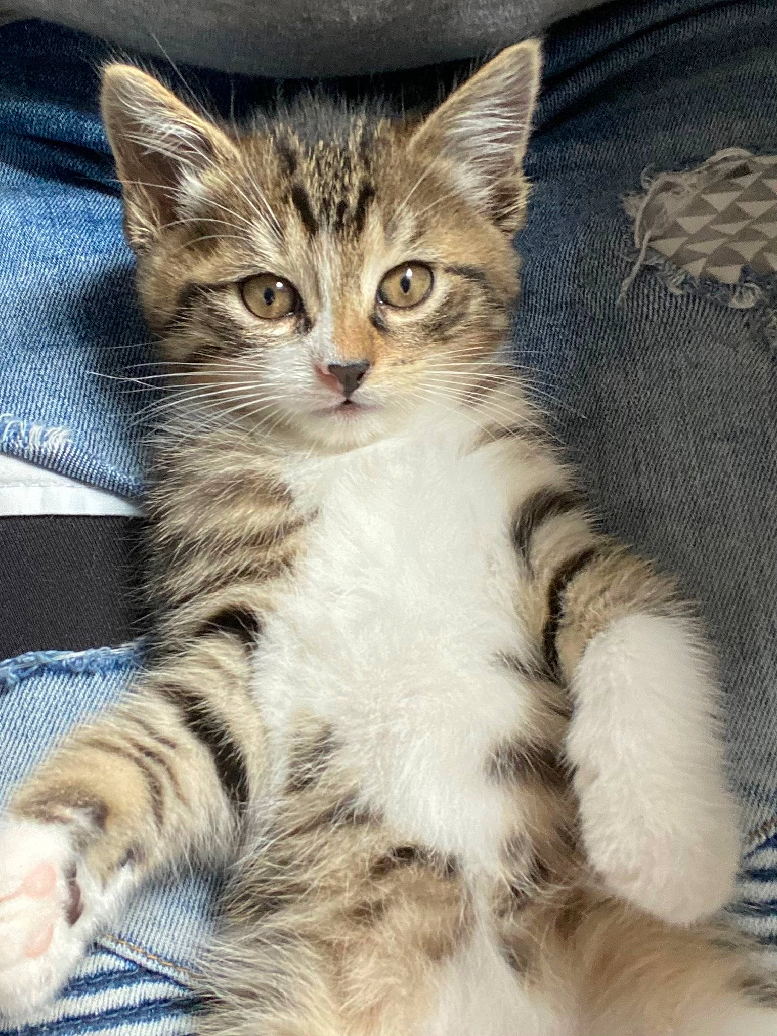 Blue a rejoint le concours — aidez-le/la à gagner de superbes lots ! carnivore, cat, claw, close_up, comfort, domestic_short_haired_cat, felidae, foot, fur, paw, small_to_medium_sized_cats, snout, tail, terrestrial_animal, whiskers, wildlife