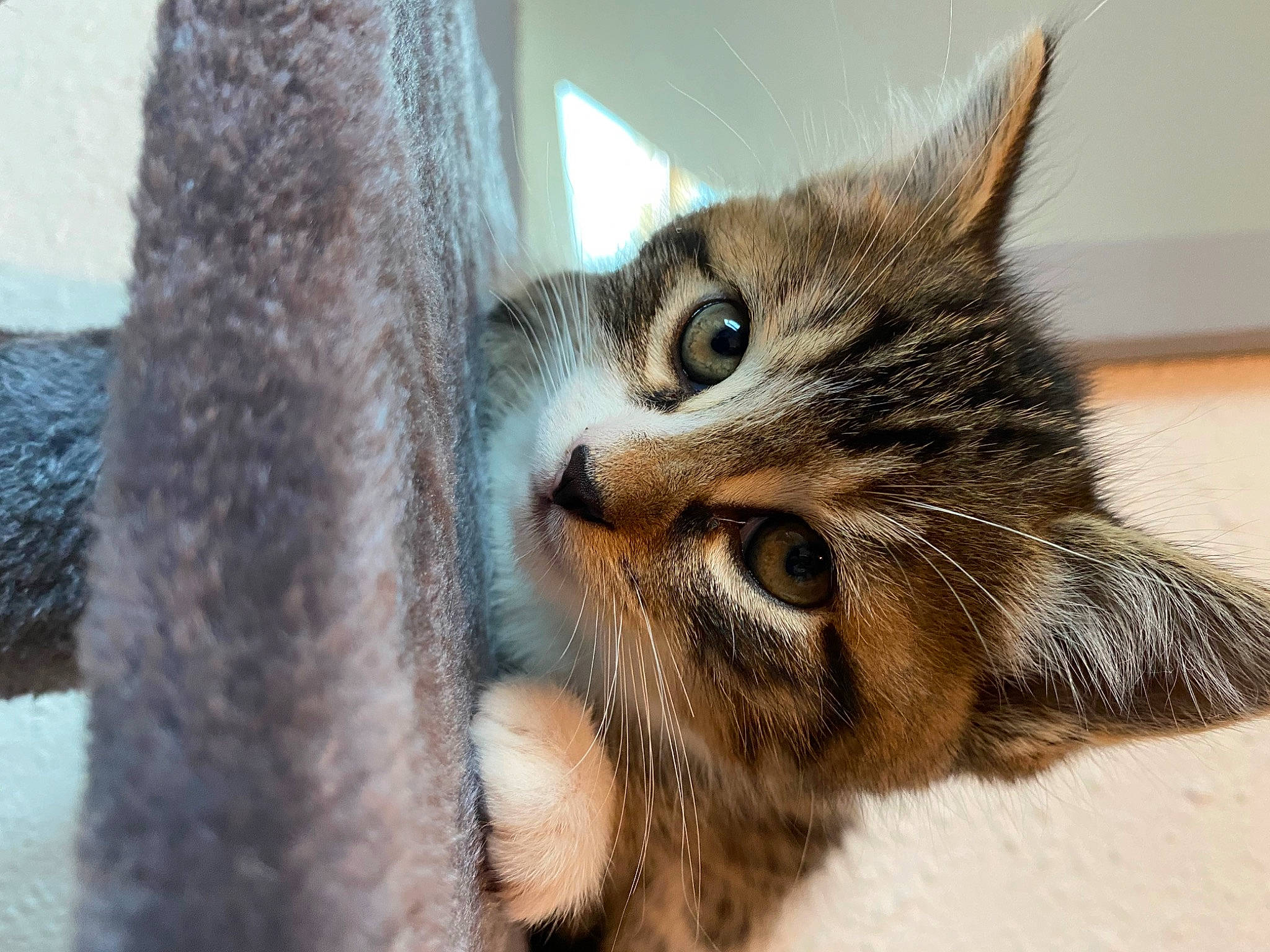 Blue participe au concours pour gagner de l'argent avec cette photo : carnivore, cat, claw, domestic_short_haired_cat, felidae, fur, paw, small_to_medium_sized_cats, snout, tail, terrestrial_animal, whiskers, wildlife, wood