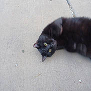 Baddest Boy joined the competition — help win amazing prizes! animal, black_cat, cat, close_up, concrete, curious, cute, daylight, fur, lying_down, mammal, nature, outdoor, pet, playful, relaxed, sidewalk, urban, whiskers, yellow_eyes