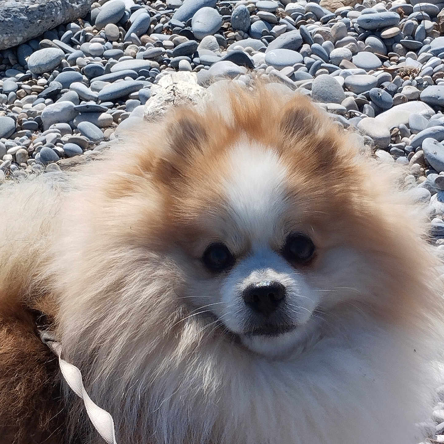 Moka participe au concours pour gagner de l'argent avec cette photo : animal, close_up, cute, dog, ears, eyes, face, fluffy, fur, leash, nature, nose, outdoor, pet, pomeranian, portrait, rocky_beach, small_dog, sunlight, whiskers