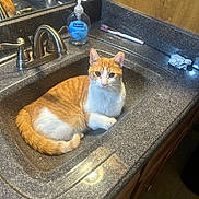 Smooches joined the competition — help win amazing prizes! animal, bathroom, cat, cleaning_product, countertop, crumpled_paper, curious, domestic_animal, feline, household, indoor, mirror, orange_cat, pet, relaxed, sink, softsoap, toothbrush, white_cat, wooden_wall