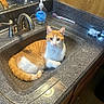 animal, bathroom, cat, cleaning_product, countertop, crumpled_paper, curious, domestic_animal, feline, household, indoor, mirror, orange_cat, pet, relaxed, sink, softsoap, toothbrush, white_cat, wooden_wall