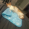 Smooches joined the competition — help win amazing prizes! animal, bed, blanket, carpet, cat, cozy, door, feline, fur, indoor, mat, orange_and_white, peaceful, pet, quiet, relaxation, resting, sleeping, stool, whiskers