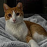 Smooches joined the competition — help win amazing prizes! animal, blanket, cat, closeup, cozy, cute, domestic_cat, ears, eyes, feline, fur, ginger_cat, indoor, laying, pet, portrait, relaxing, soft_texture, whiskers, white_cat