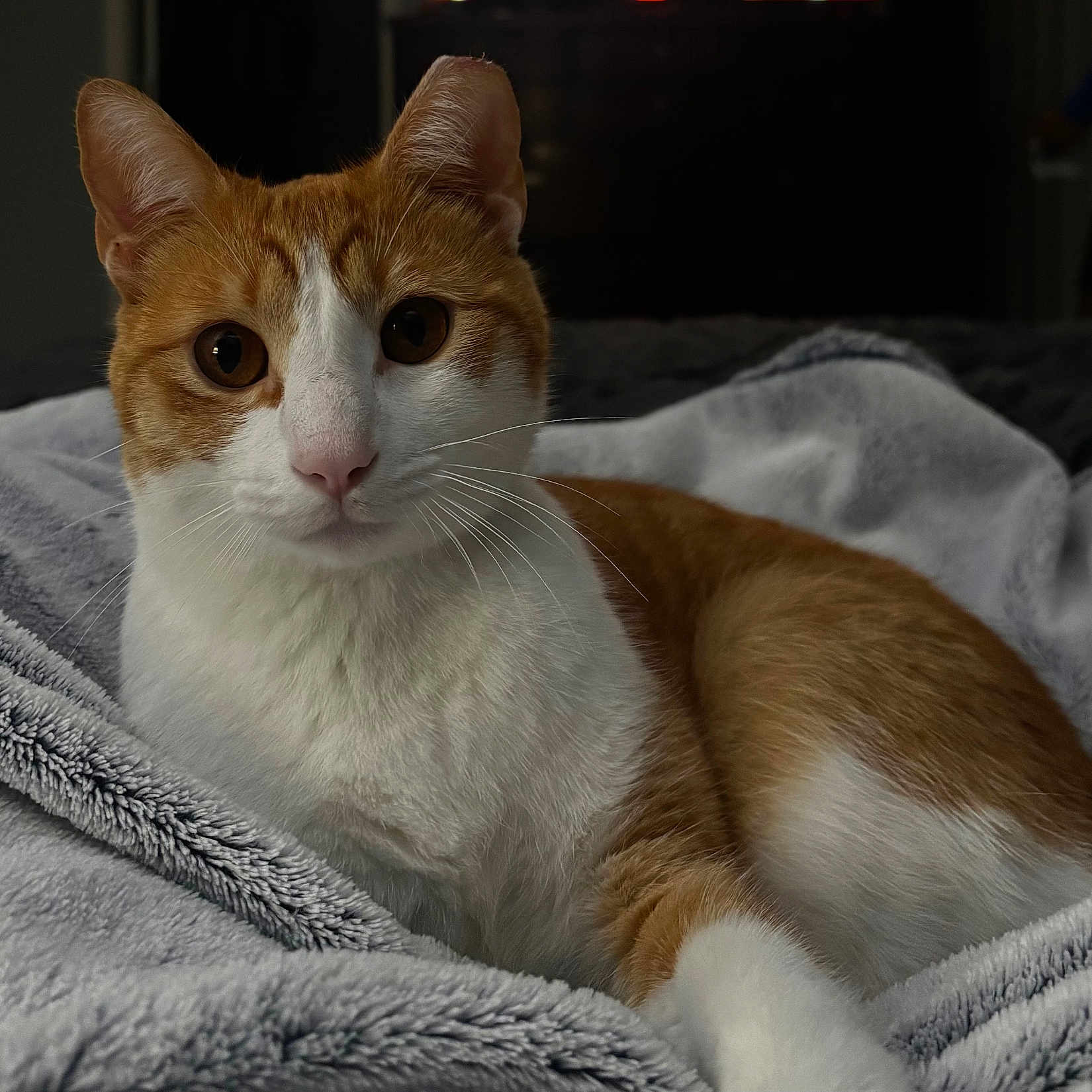 Smooches joined the competition — help win amazing prizes! animal, blanket, cat, closeup, cozy, cute, domestic_cat, ears, eyes, feline, fur, ginger_cat, indoor, laying, pet, portrait, relaxing, soft_texture, whiskers, white_cat