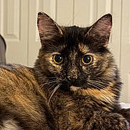 Luna is registered to the contest to win money with this photo: cat, tortoiseshell, pet, animal, feline, portrait, close_up, golden_eyes, whiskers, ears, fur, fluffy, sitting, relaxed, alert, indoor, bed, bedroom, background, photography