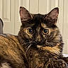 cat, tortoiseshell, pet, animal, feline, portrait, close_up, golden_eyes, whiskers, ears, fur, fluffy, sitting, relaxed, alert, indoor, bed, bedroom, background, photography