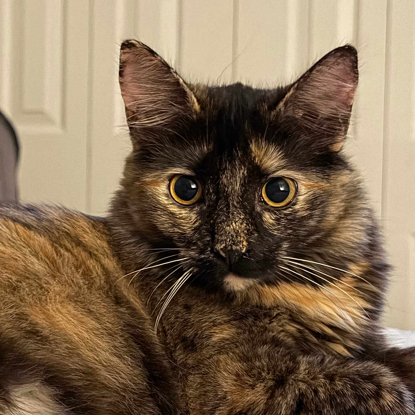 Luna is registered to the contest to win money with this photo: cat, tortoiseshell, pet, animal, feline, portrait, close_up, golden_eyes, whiskers, ears, fur, fluffy, sitting, relaxed, alert, indoor, bed, bedroom, background, photography