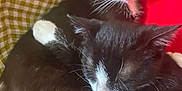 Furie Et Frimousse participe au concours pour gagner de l'argent avec cette photo : cat, tuxedo_cat, black_and_white, snuggling, sleeping, paw, whiskers, feline, pet, cozy, close_up, indoor, red_blanket, yellow_checkered, fur, cute, animal, companion, resting, adorable