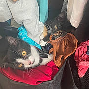 Furie Et Frimousse a rejoint le concours — aidez-le/la à gagner de superbes lots ! cat, kitten, clothing, fabric_bin, yellow_eyes, black_and_white, black_and_orange, whiskers, indoor, cozy, soft_texture, curious, pet, playful, household, storage, colorful, together, resting, cute