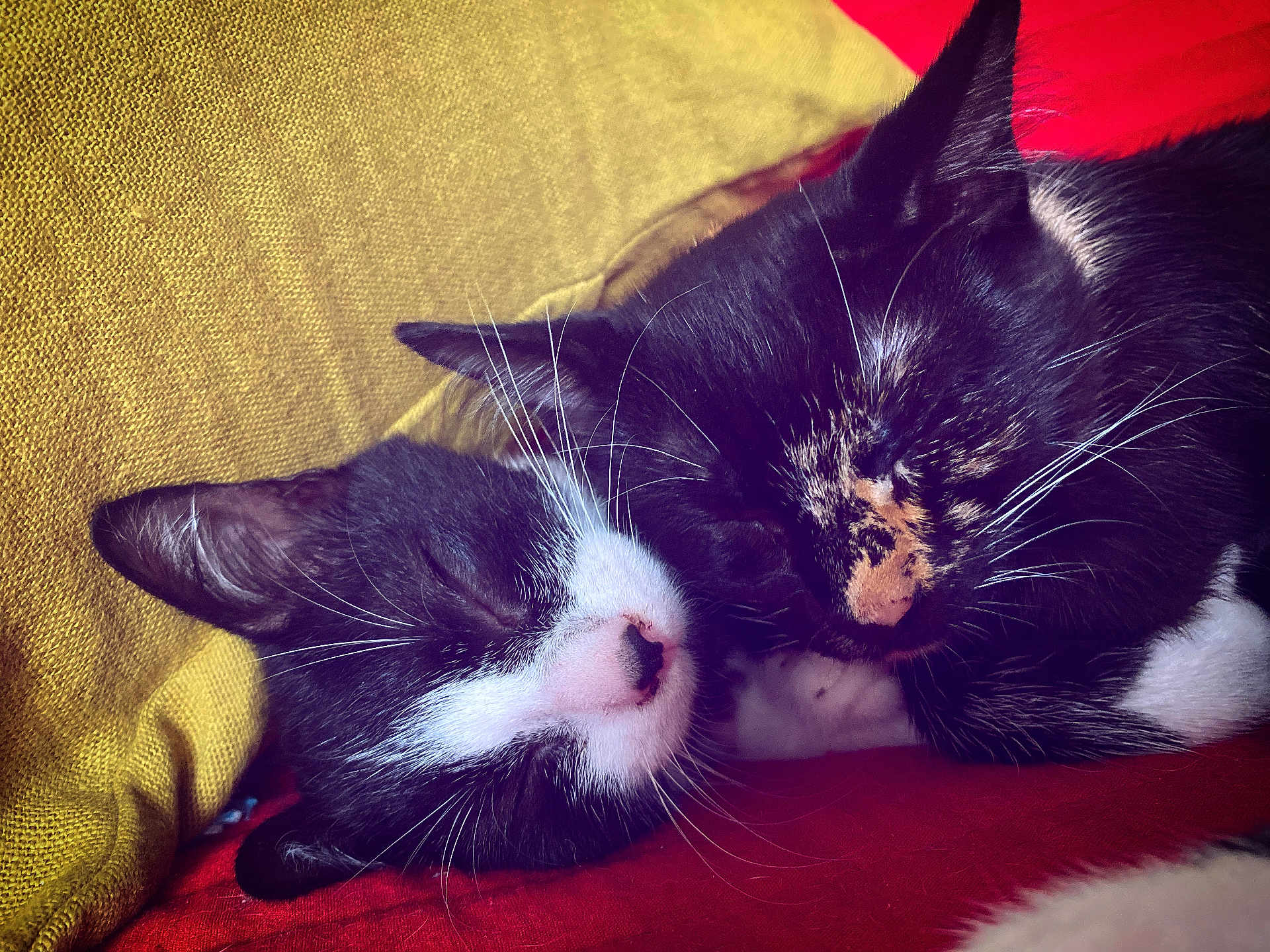 Furie Et Frimousse a rejoint le concours — aidez-le/la à gagner de superbes lots ! cat, kitten, sleeping, cuddling, black_and_white, tortoiseshell, fur, whiskers, closeup, pet, cozy, resting, cute, domestic_animal, indoor, animal, soft, yellow_pillow, red_blanket, nap