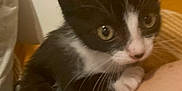 Furie participe au concours pour gagner de l'argent avec cette photo : kitten, black_and_white, cat, pet, animal, close_up, indoor, curious, feline, young, whiskers, paw, soft, cute, patterned_fabric, orange, white, domestic_animal, small, cozy