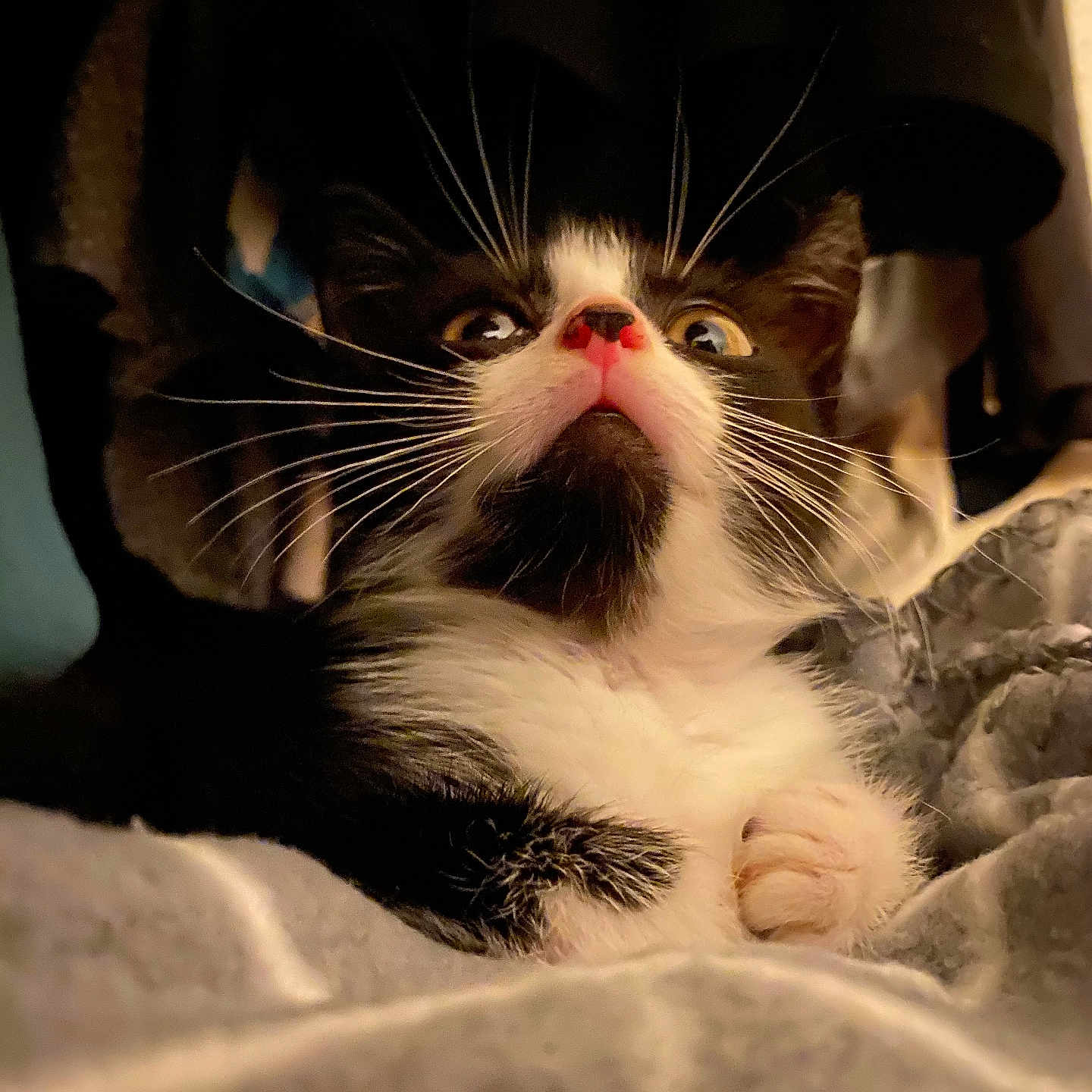 Furie a rejoint le concours — aidez-le/la à gagner de superbes lots ! animal, blanket, cat, close_up, cozy, curious, cute, fur, indoor, kitten, mammal, pet, pink_nose, portrait, resting, soft_light, tuxedo_cat, whiskers, wide_eyes, young