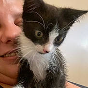 Furie a rejoint le concours — aidez-le/la à gagner de superbes lots ! kitten, cat, black_and_white, person, face, close_up, pet, animal, indoor, curious, feline, young, whiskers, paw, fur, cute, companion, holding, looking_away, domestic