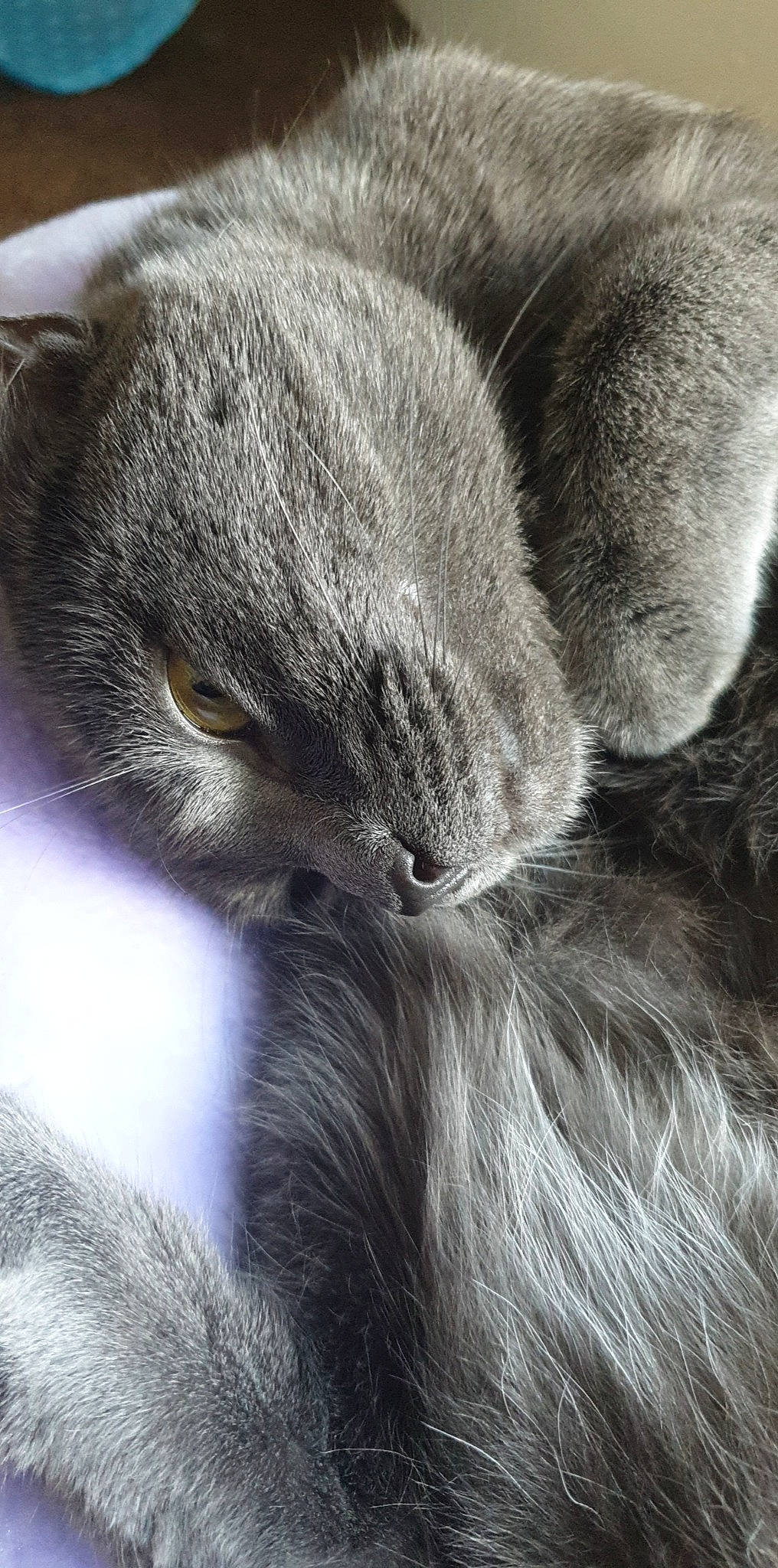 Aussie joined the competition — help win amazing prizes! british_shorthair, burmese, carnivore, cat, chartreux, close_up, ear, felidae, fur, kitten, korat, nap, nebelung, nose, russian_blue, sleep, small_to_medium_sized_cats, snout, whiskers