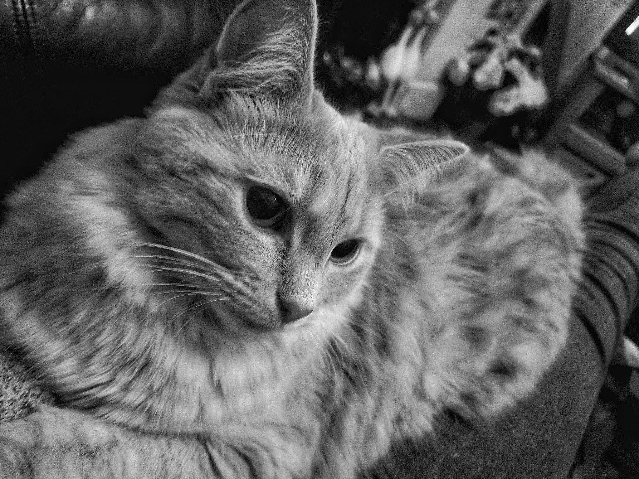 Kiama joined the competition — help win amazing prizes! asian, black_and_white, carnivore, cat, domestic_short_haired_cat, european_shorthair, eye, felidae, fur, kitten, mammal, monochrome, monochrome_photography, norwegian_forest_cat, photography, siberian, small_to_medium_sized_cats, tabby_cat, whiskers, wild_cat