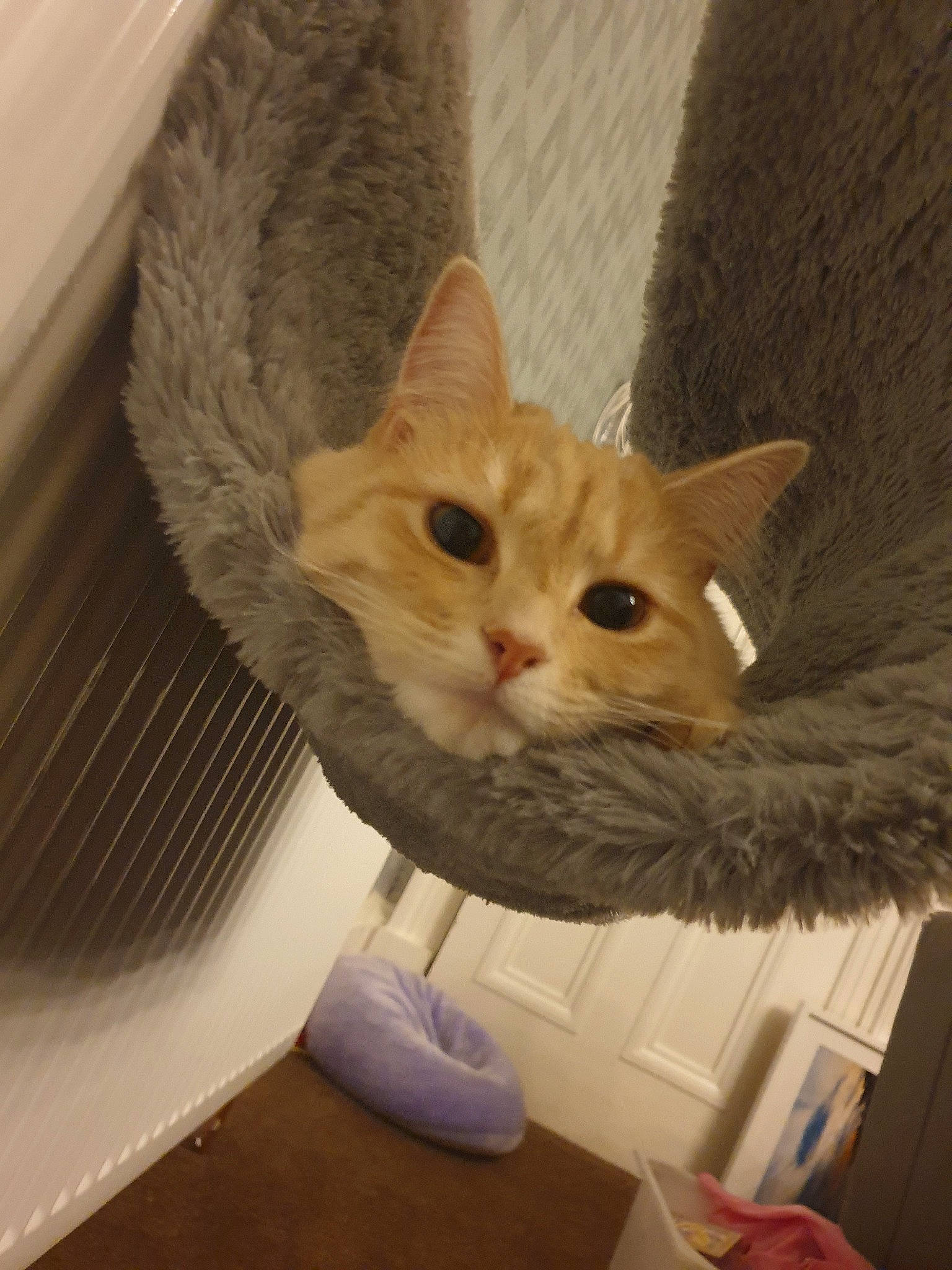 Kiama joined the competition — help win amazing prizes! aegean_cat, asian, carnivore, cat, domestic_short_haired_cat, european_shorthair, fawn, felidae, fur, kitten, mammal, ojos_azules, small_to_medium_sized_cats, tabby_cat, turkish_van, whiskers