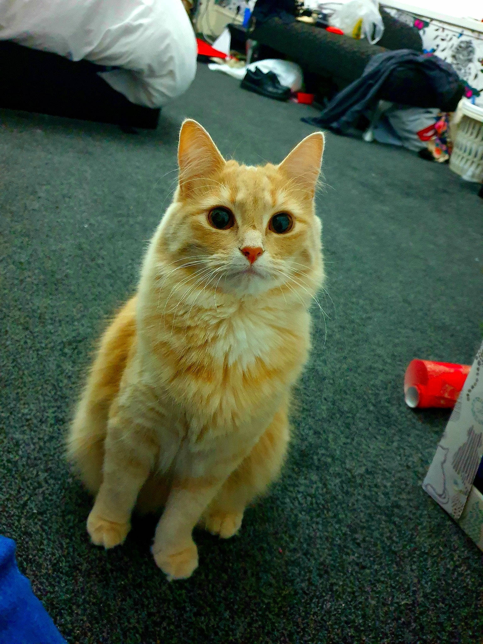 Kiama is registered to the contest to win money with this photo: aegean_cat, asian, asian_semi_longhair, british_semi_longhair, carnivore, cat, cymric, domestic_long_haired_cat, domestic_short_haired_cat, european_shorthair, fawn, felidae, german_rex, kitten, mammal, small_to_medium_sized_cats, tabby_cat, turkish_angora, vertebrate, whiskers