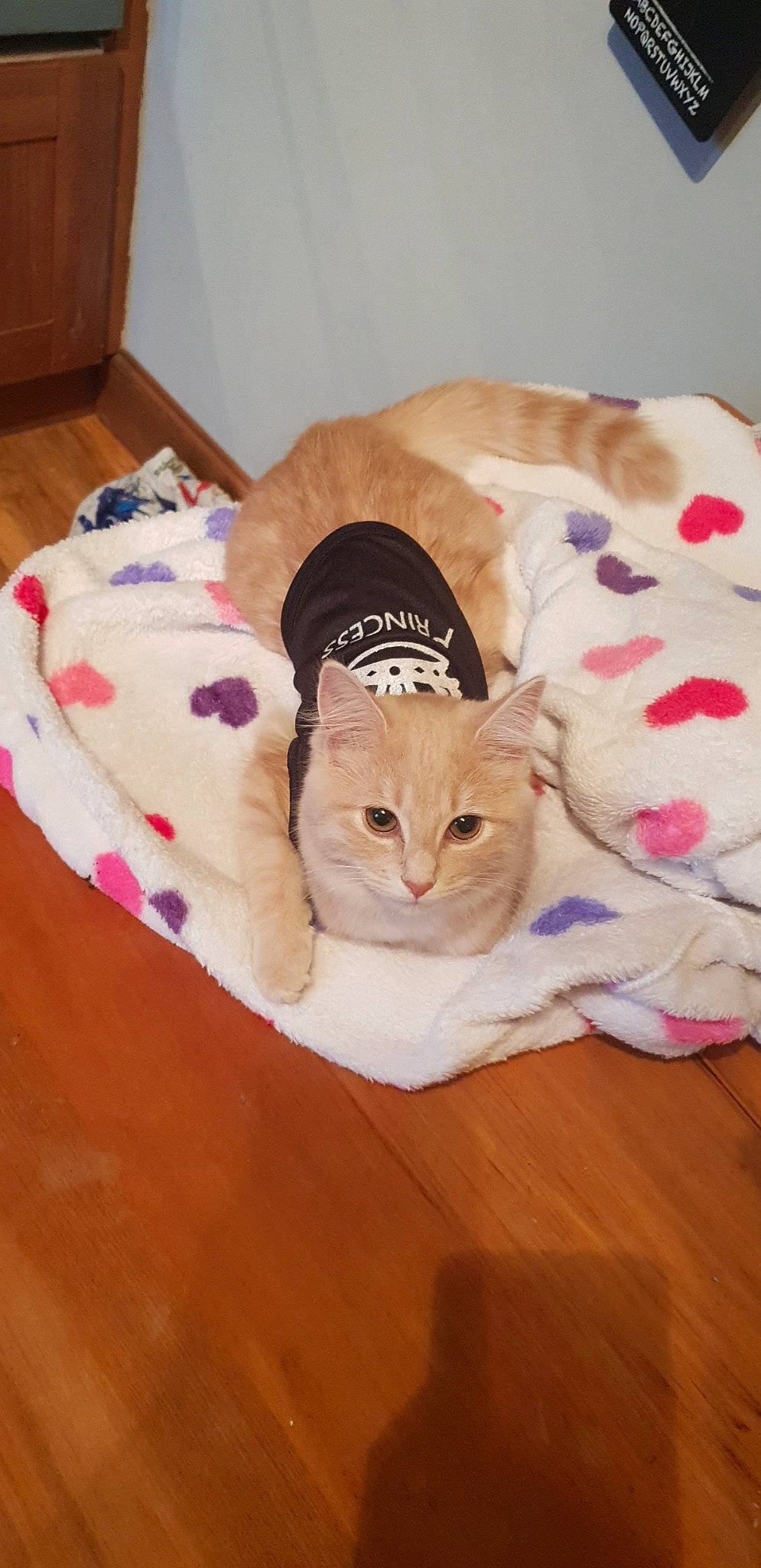 Kiama is registered to the contest to win money with this photo: american_shorthair, asian, carnivore, cat, cat_bed, european_shorthair, felidae, fur, kitten, mammal, singapura, small_to_medium_sized_cats, whiskers