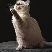 Olida a rejoint le concours — aidez-le/la à gagner de superbes lots ! american_curl, asian, asian_semi_longhair, british_semi_longhair, carnivore, cat, domestic_long_haired_cat, felidae, fur, kitten, laperm, mammal, norwegian_forest_cat, small_to_medium_sized_cats, tail, turkish_angora, vertebrate, whiskers