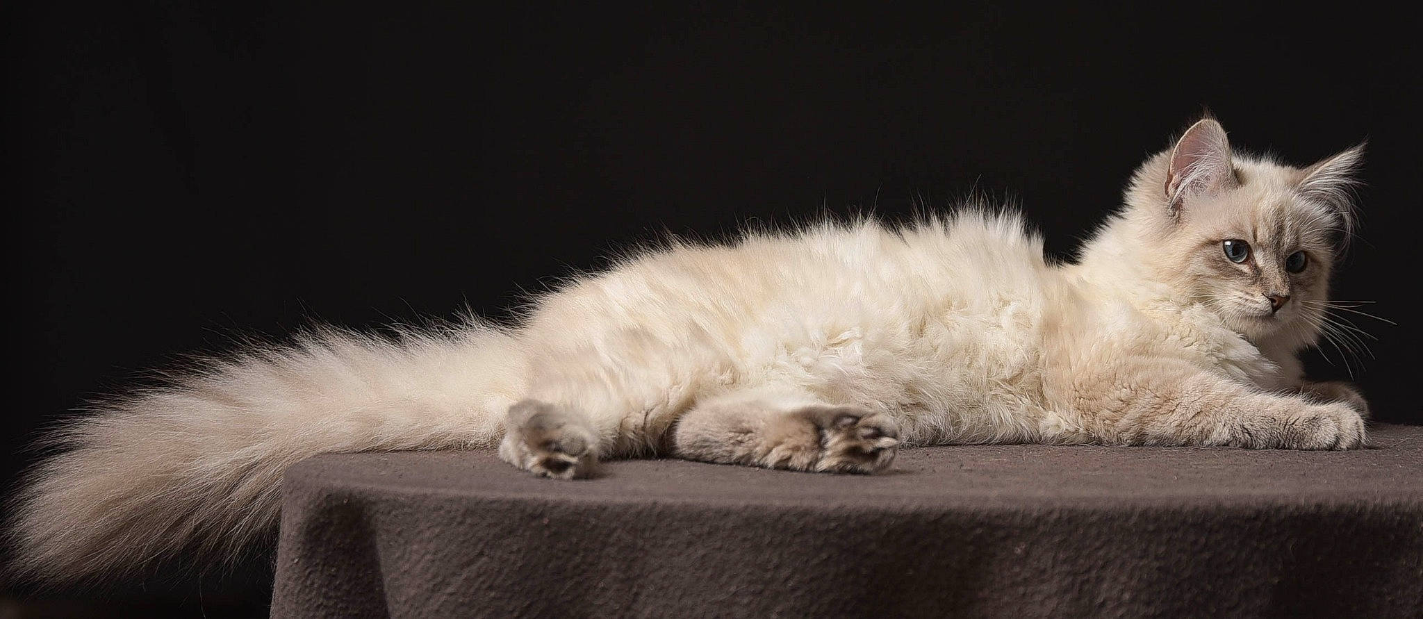 Olida a rejoint le concours — aidez-le/la à gagner de superbes lots ! american_curl, birman, british_longhair, british_semi_longhair, carnivore, cat, domestic_long_haired_cat, felidae, fur, himalayan, kitten, paw, persian, ragamuffin, ragdoll, selkirk_rex, small_to_medium_sized_cats, tail, turkish_angora, whiskers