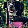 animal, black_jacket, butterflies, colorful, cute, dog, flowers, forest, grass, greenery, happy_dog, nature, outdoor, pet, pink_clothing, playful, spring, sunlight, trees, wildlife