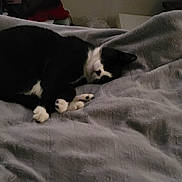 Spooky joined the competition — help win amazing prizes! cat, black_and_white, sleeping, blanket, cozy, indoor, fur, paw, resting, pet, animal, home, relaxing, cute, feline, soft, comfort, nap, quiet, peaceful