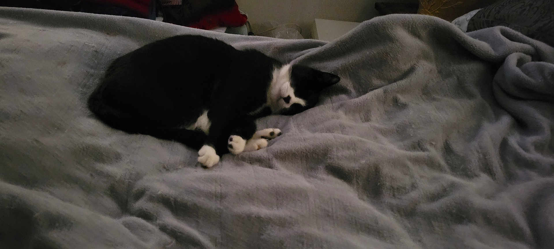 Spooky joined the competition — help win amazing prizes! cat, black_and_white, sleeping, blanket, cozy, indoor, fur, paw, resting, pet, animal, home, relaxing, cute, feline, soft, comfort, nap, quiet, peaceful