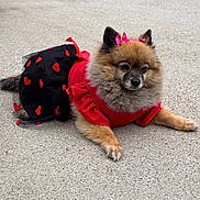 Coco is registered to the contest to win money with this photo: dog, pomeranian, pet, animal, outdoor, concrete, costume, red_clothing, black_tulle, hearts, ribbons, fur, small_dog, lying_down, cute, adorable, pink_bows, fluffy, ears, calm