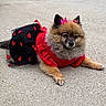 dog, pomeranian, pet, animal, outdoor, concrete, costume, red_clothing, black_tulle, hearts, ribbons, fur, small_dog, lying_down, cute, adorable, pink_bows, fluffy, ears, calm