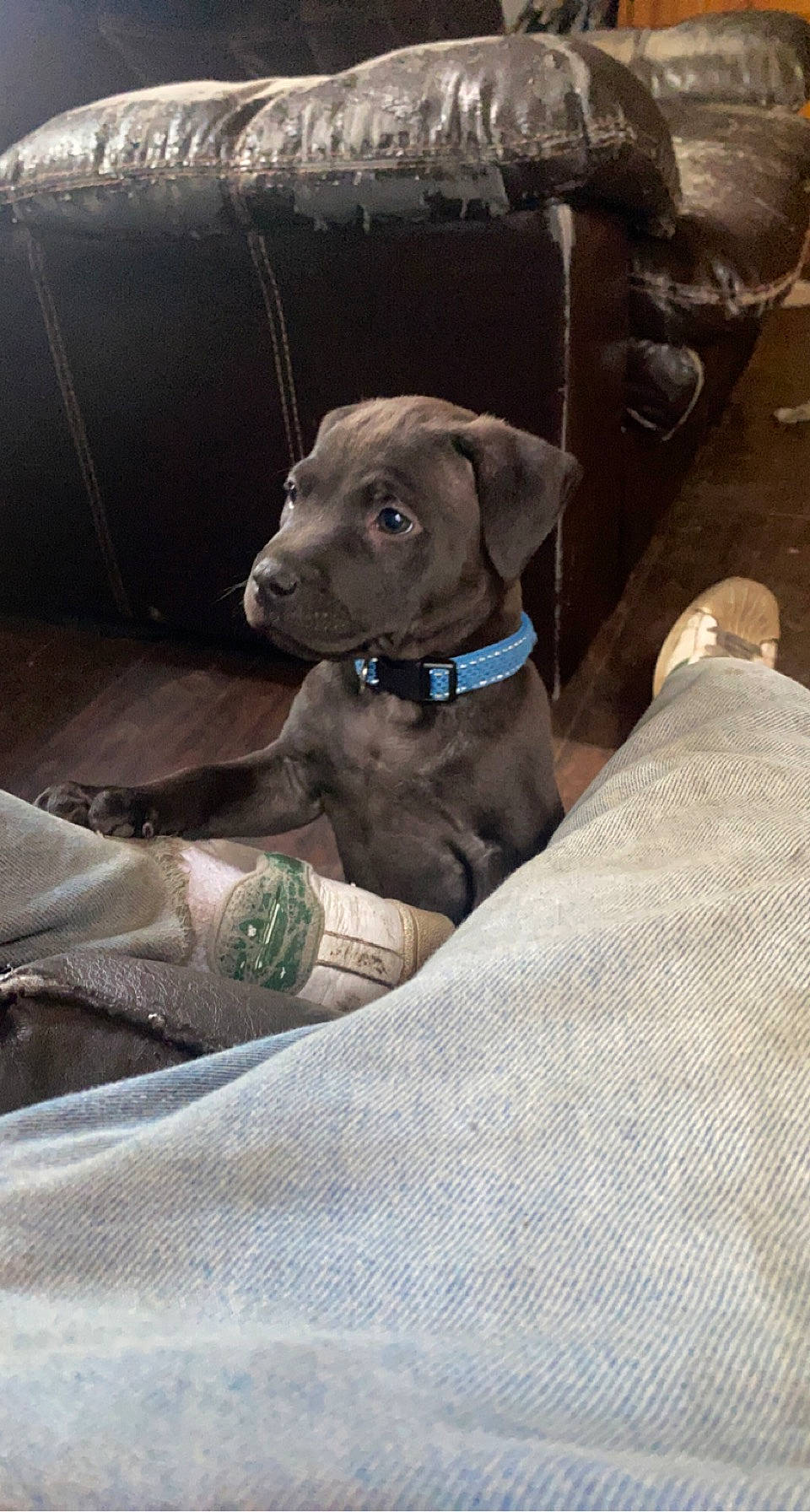 Black Knight is registered to the contest to win money with this photo: canidae, carnivore, collar, comfort, companion_dog, dog, dog_breed, dog_collar, dog_supply, fawn, guard_dog, gun_dog, hunting_dog, liver, non_sporting_group, pet_supply, snout, sporting_group, whiskers, working_animal