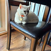 Roxas joined the competition — help win amazing prizes! cat, white_cat, chair, leather_seat, wooden_floor, collar, pet_tag, indoor, window, natural_light, feline, relaxed, domestic_animal, animal, fur, resting, close_up, home, calm, quiet