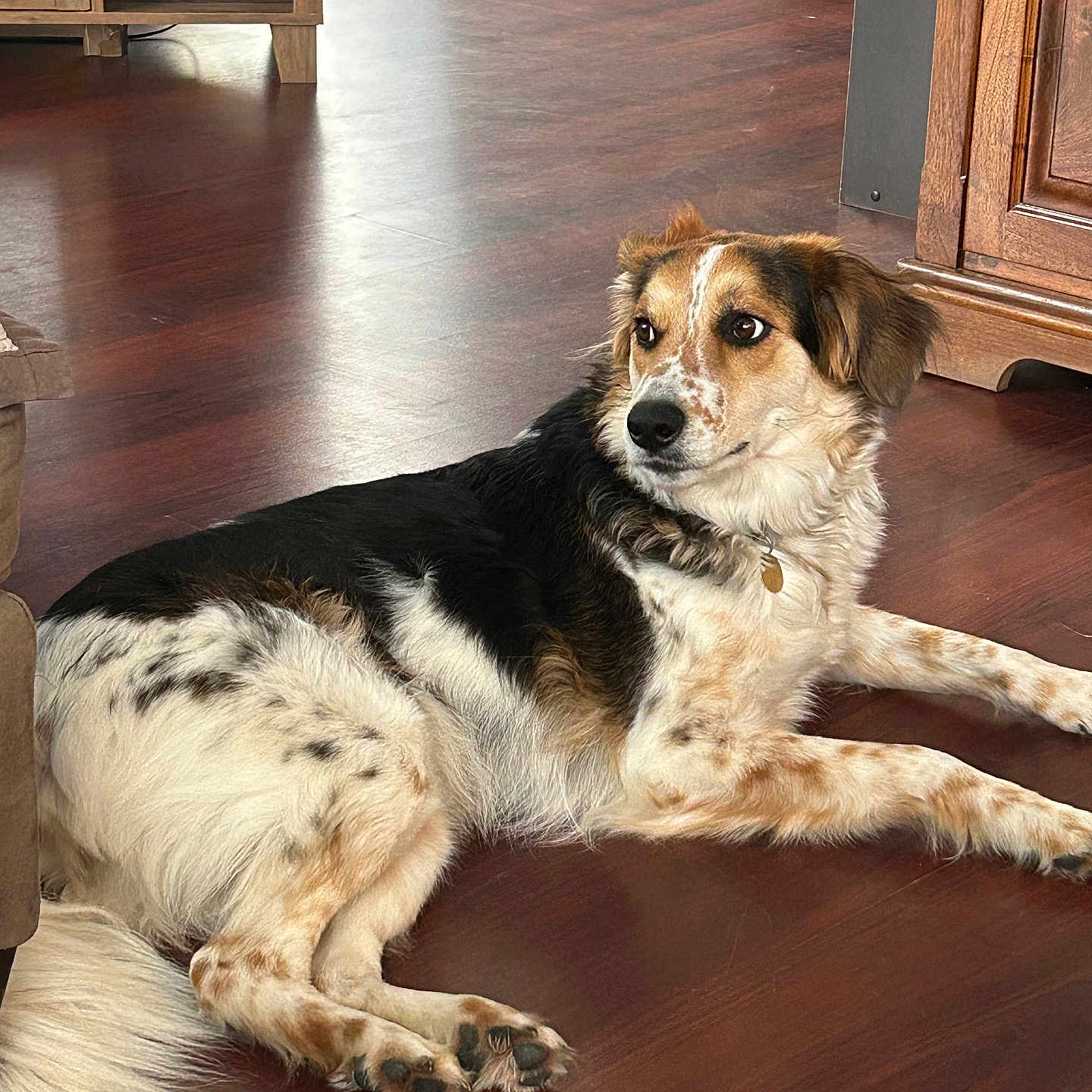 Sadie is registered to the contest to win money with this photo: dog, lying_down, indoor, wooden_floor, brown_fur, white_fur, black_fur, pet, animal, canine, domestic_animal, fur, flooring, relaxed, looking_away, furniture, home_interior, collar, paw, tail