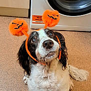 Kadi joined the competition — help win amazing prizes! dog, pet, animal, indoor, carpet, washing_machine, halloween, headband, orange, black, white, cute, looking_up, fur, ears, floor, appliance, home, funny, costume