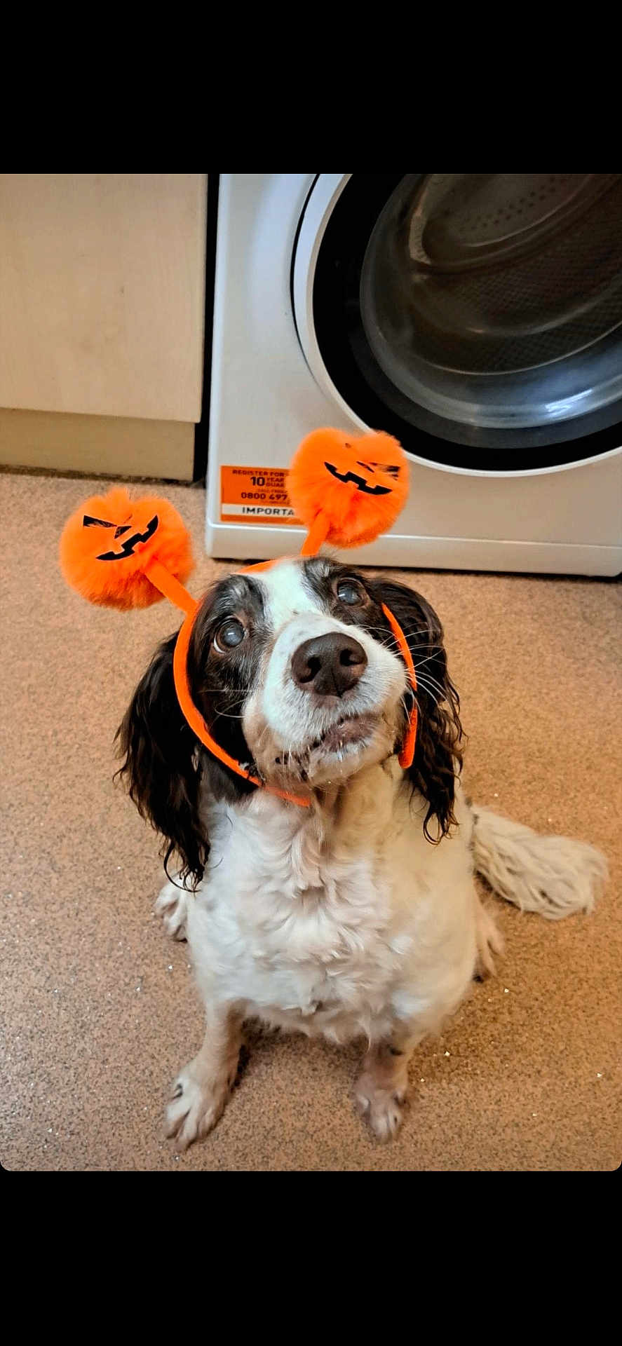 Kadi joined the competition — help win amazing prizes! dog, pet, animal, indoor, carpet, washing_machine, halloween, headband, orange, black, white, cute, looking_up, fur, ears, floor, appliance, home, funny, costume