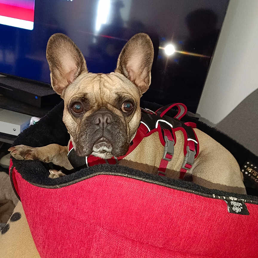 Maya a rejoint le concours — aidez-le/la à gagner de superbes lots ! animal, bostonbull, boxer, bulldog, canine, computerhardware, cushion, dog, electronics, frenchbulldog, hardware, homedecor, monitor, pet, pitbull, pug, puppy, screen, terrier, text