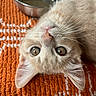 cat, kitten, pet, animal, cute, orange_rug, water_bowl, whiskers, upside_down, fur, domestic_cat, closeup, indoor, playful, curious, young_cat, face, ears, eyes, resting