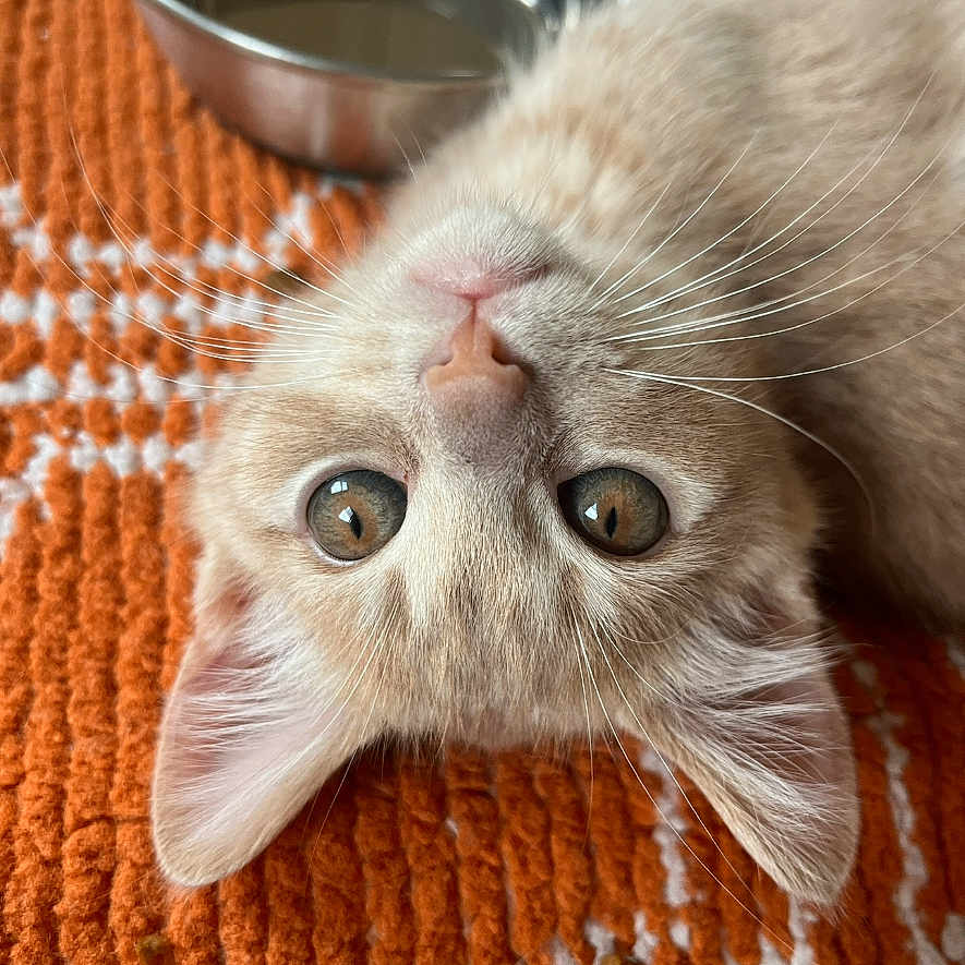 Sheroo is registered to the contest to win money with this photo: cat, kitten, pet, animal, cute, orange_rug, water_bowl, whiskers, upside_down, fur, domestic_cat, closeup, indoor, playful, curious, young_cat, face, ears, eyes, resting